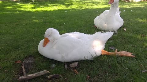 Extra lazy day at the pond today.