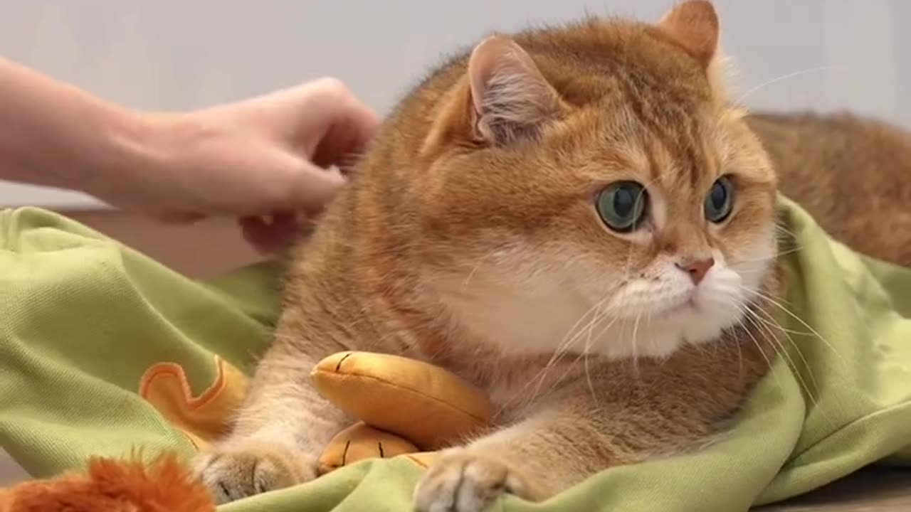 The Sweetest Moments of a Pure-hearted Kitty