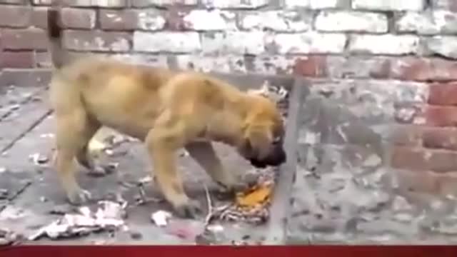 Monkey harasses puppy, pulls tail in humour - hilarious sequence