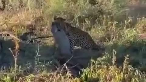 LEOPARD CAUGHT WARTHOG