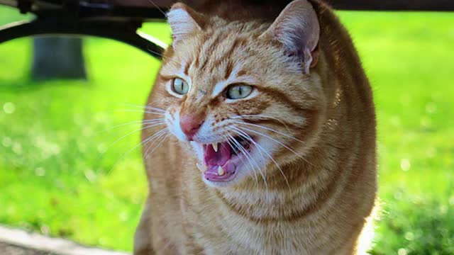 Sonido Maullido de gato - SONIDO Maullido de pelea de GATOS - Gatos Maullando Mucho y Fuerte