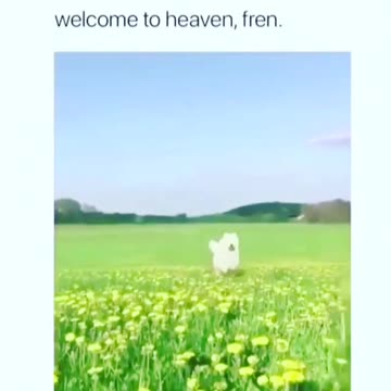 What dreams may come.