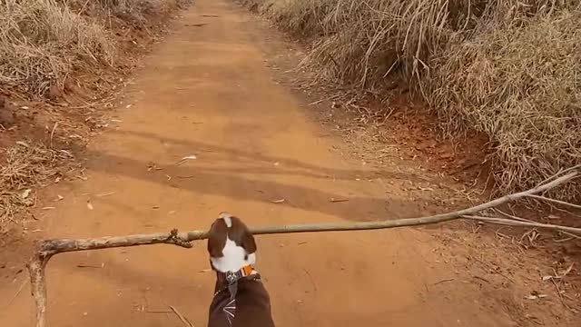 Dog Finds the Best Stick Ever