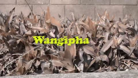 DubeRanx -Wangipha Wena(Visualizer)