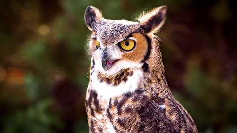 Owls hunt and feed on other owls