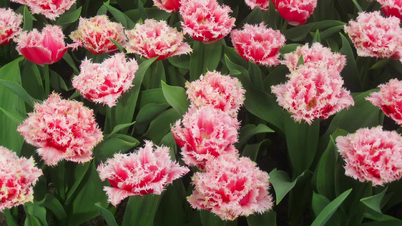 Festival of Holland Tulips! 🌷Tulips Festival Keukenhof