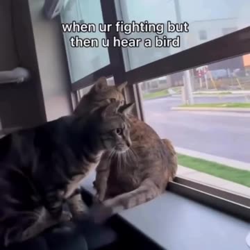 Fascinated by the bird song 🤣😂