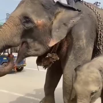 Elephant 🐘 and elephant baby 🍼🤩 short Animal video viral reels shorts animal