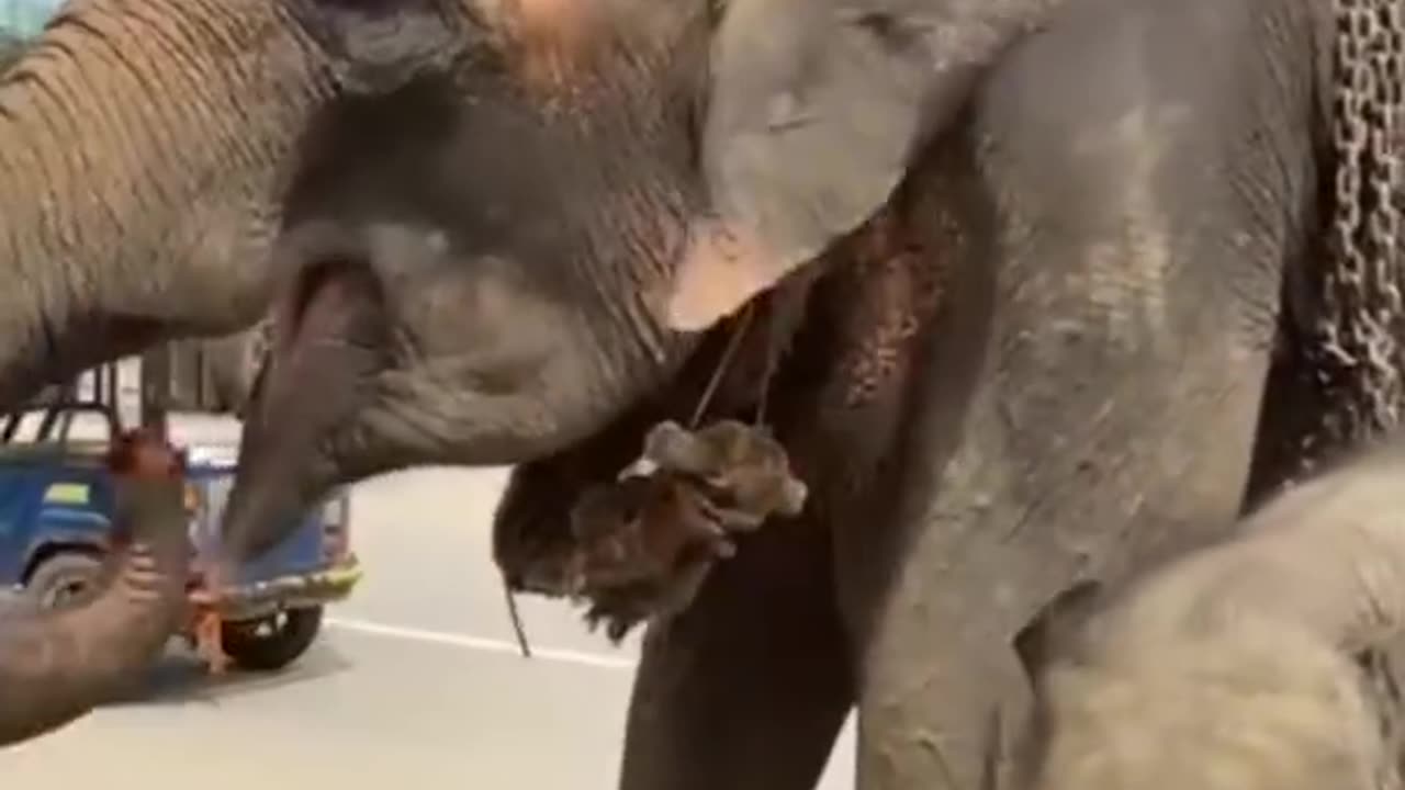 Elephant 🐘 and elephant baby 🍼🤩 short Animal video viral reels shorts animal