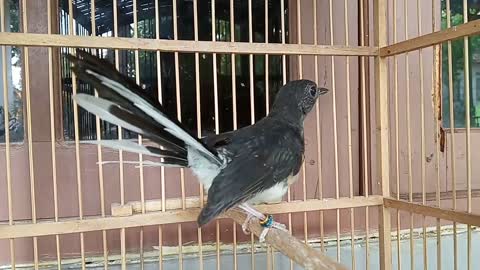Burung murai