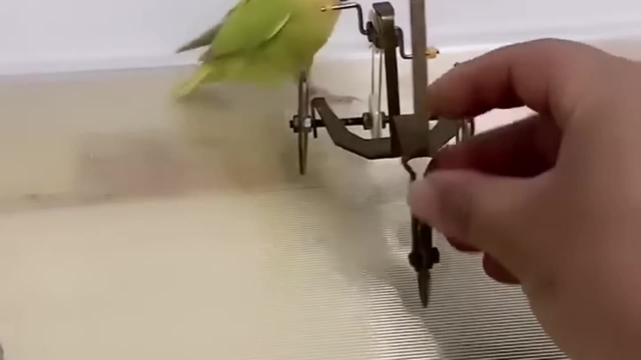 cute bird