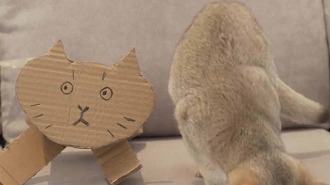 I'm sorry I admit that riceSlag bucket is a cat! you