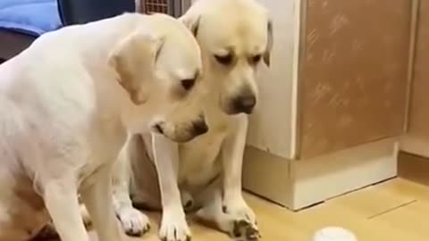 smart dogs funny moments and trending