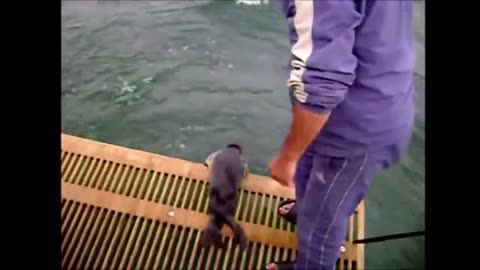 SEALS ask for HELP and are RESCUED from fishing nets (Animal Rescues)