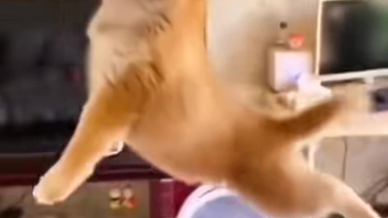 Very Funny video of pets