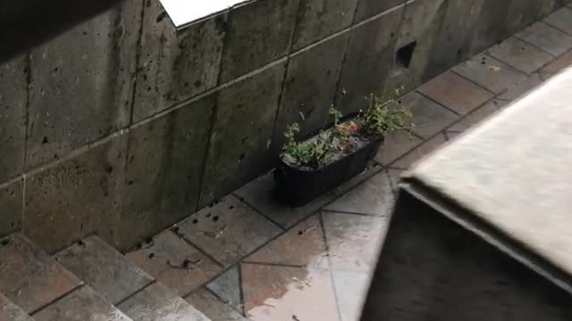 Girl Falls Down for Not Listening to Her Mom