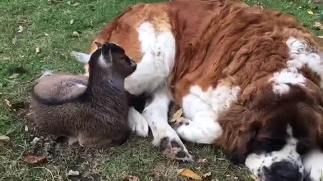 Cabra bebé huérfana se pone cómoda sobre una San Bernardo gigante