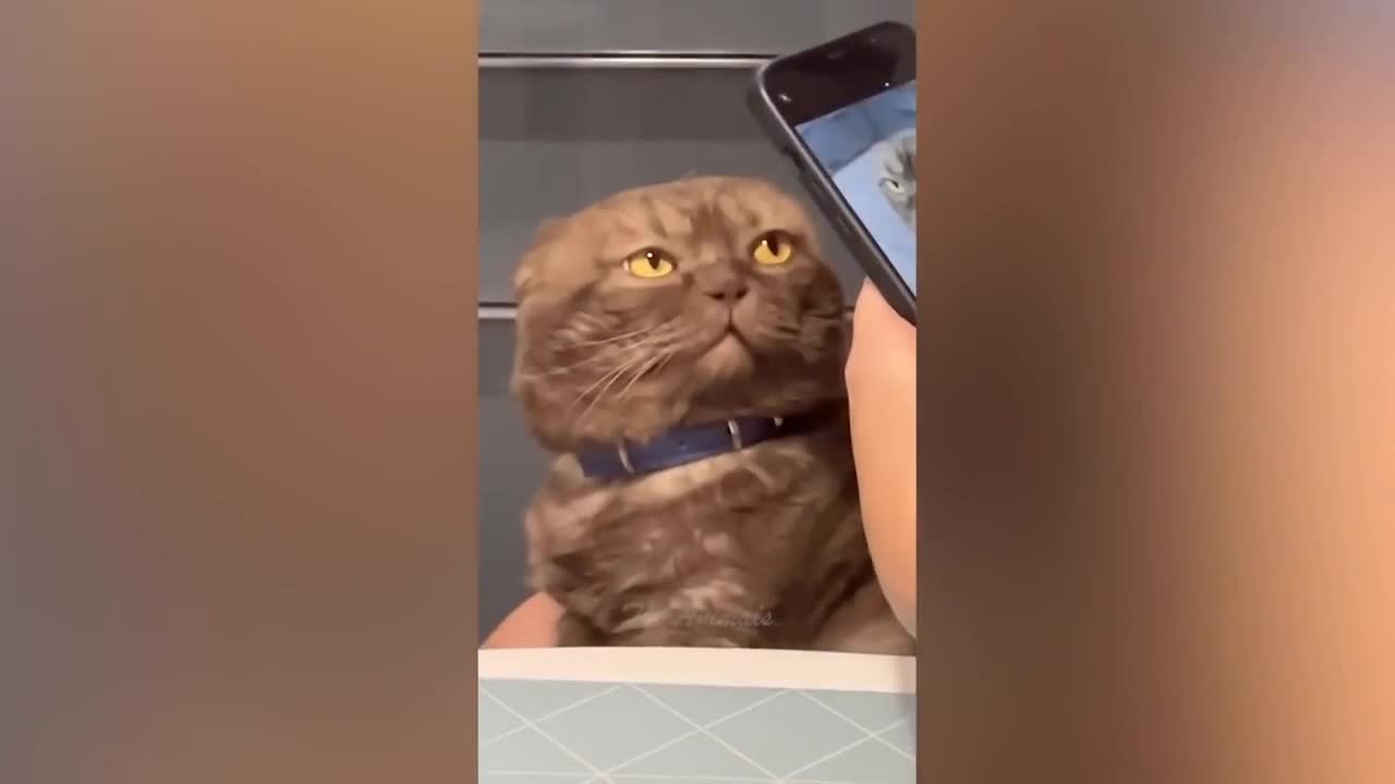Best Funny Animal Videos Of The 2022 π€£ - Funniest Cats And Dogs Videos πΊπ+15