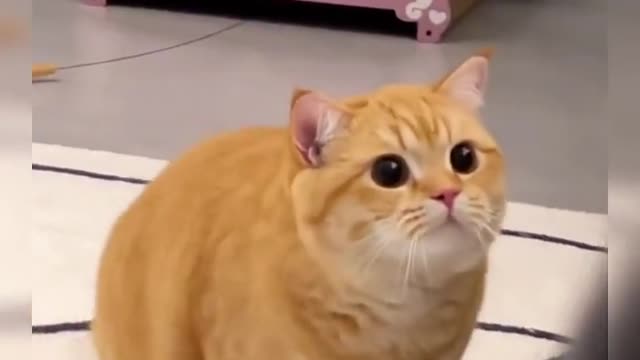 Funny cat collection, watch and laugh again