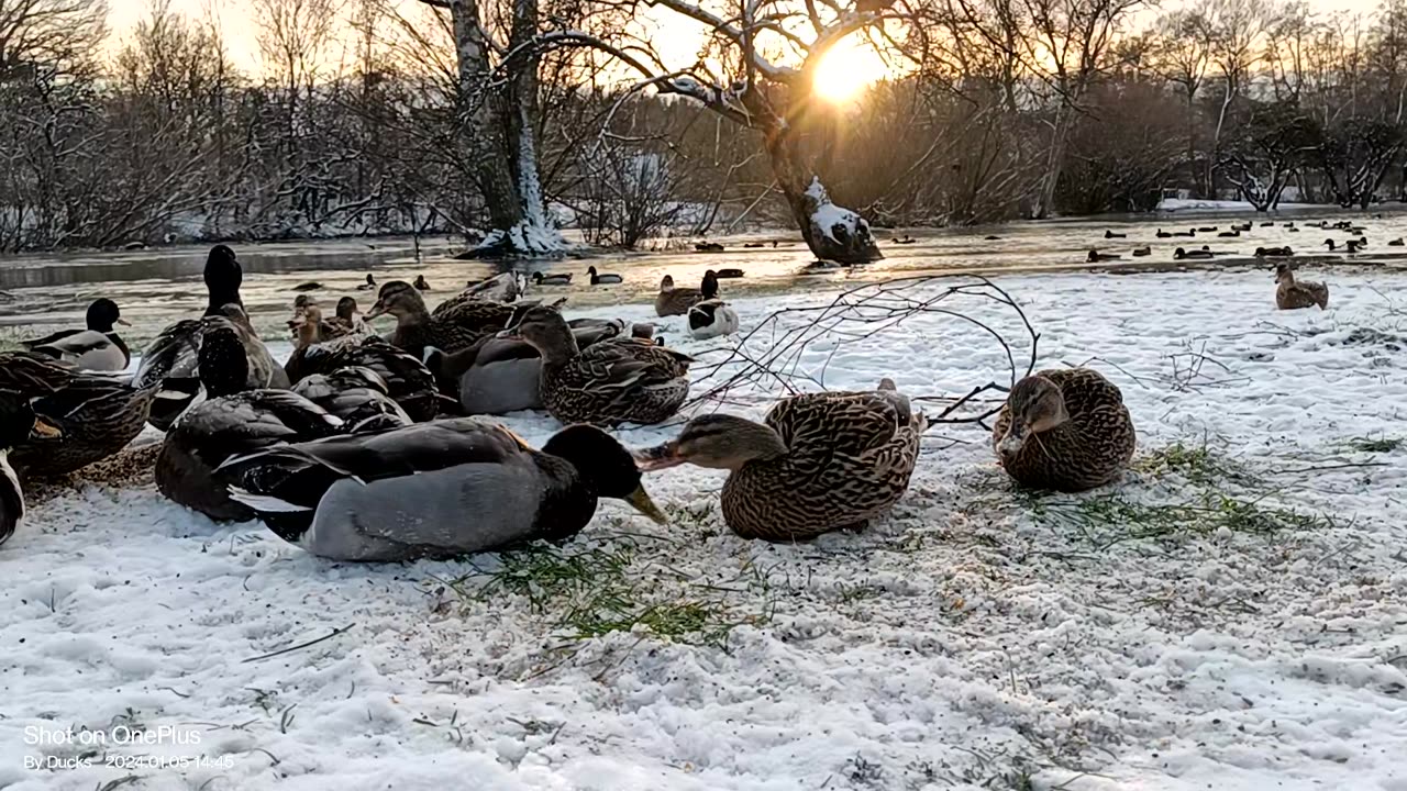 Vildfågelblandning