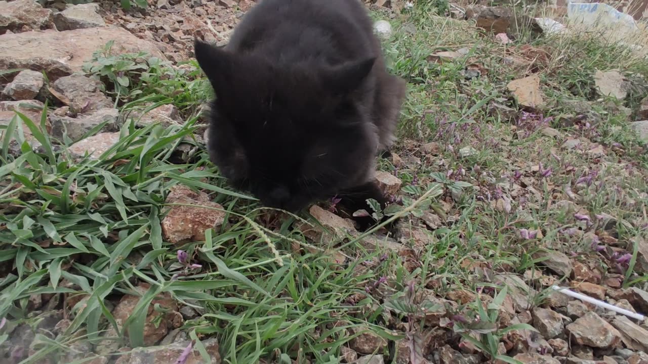 Cat are playing freely in a nside home gardan