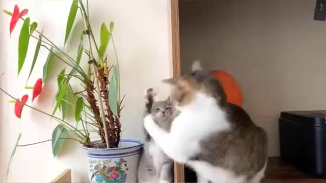 Funniest cat videos #89 - HILARIOUS!