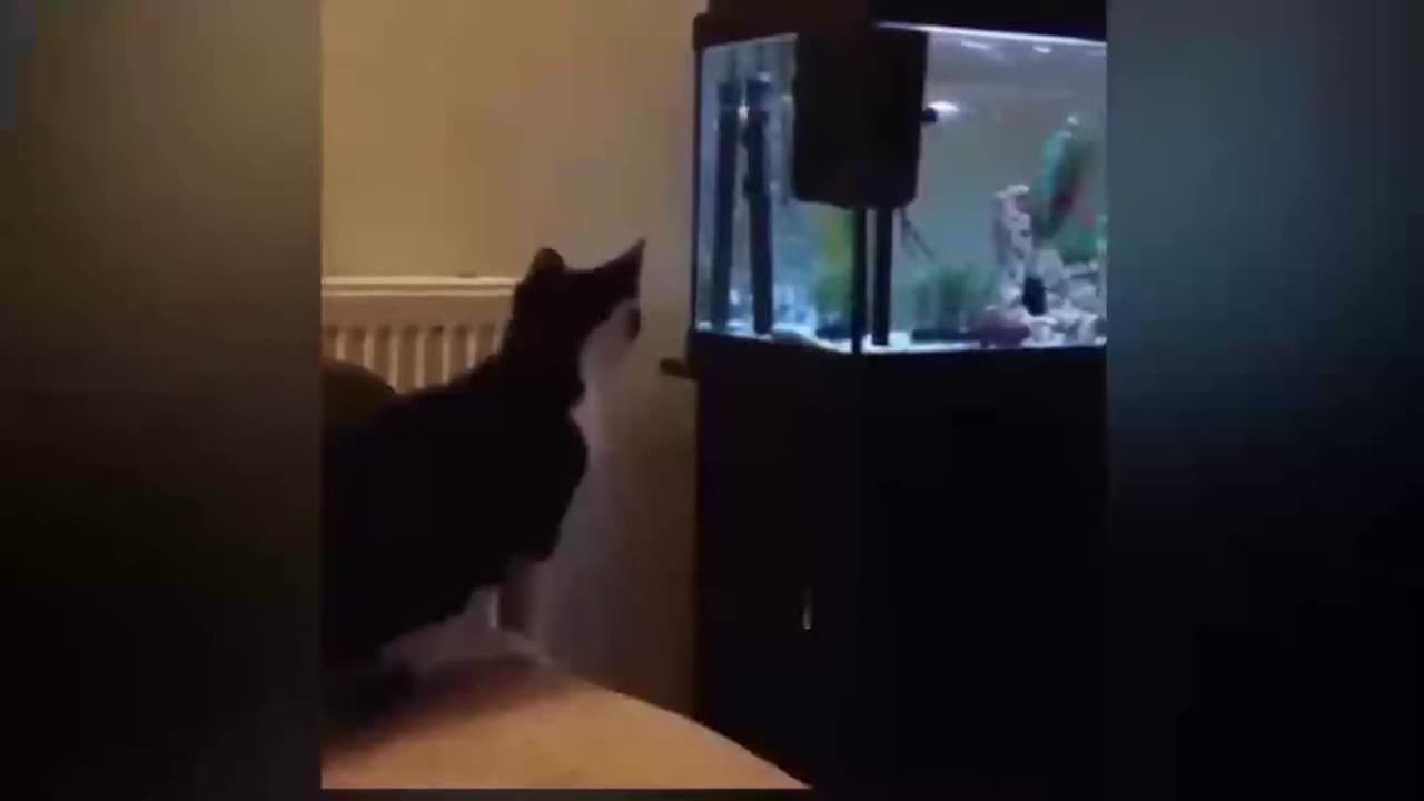 Funniest Animals 2023 Funniest Cats and Dogs #5