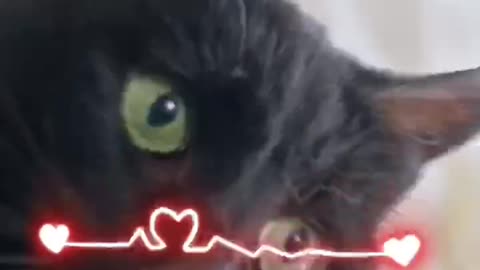 Funny cat moments