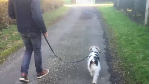 Astuce pour chien