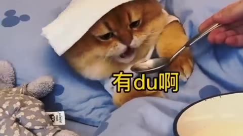 Funny cut pet videos