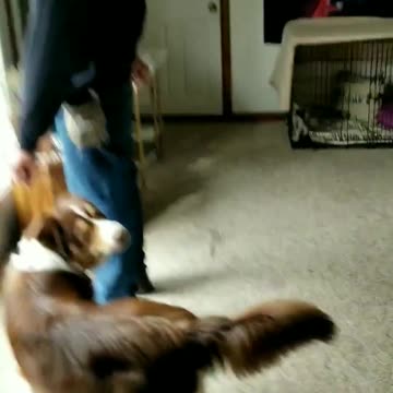 Forrest and the redirect exercise