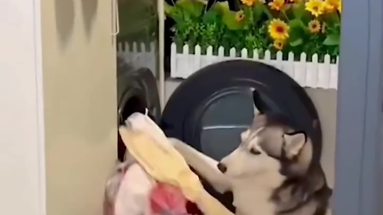 Funny animals