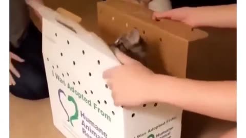 Funny Animal Videos
