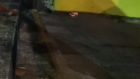 Rescate de perro en la autopista