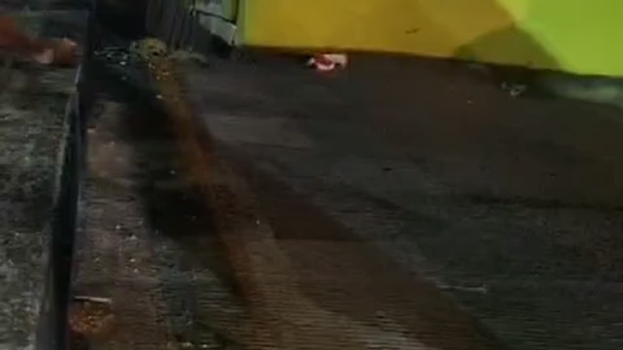 Rescate de perro en la autopista