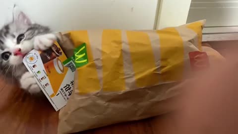235_McDonald's New Arrivals Would you like one🥰 #cat #