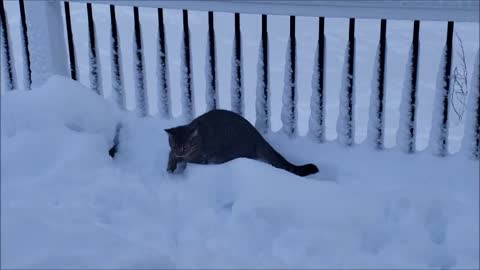 Boxer dog and kitten see snow for the first time