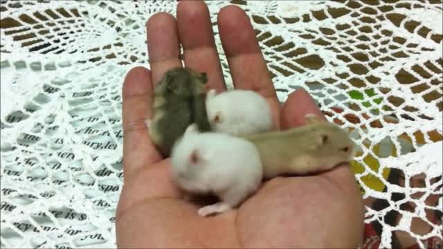 Cute Baby Hamtaro Hamster - CUTEST Compilation