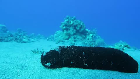 Sea cucumber hunting_Cut