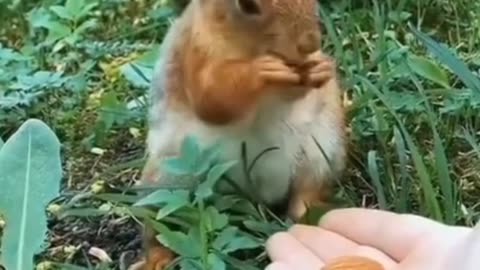 Cute Squirrel