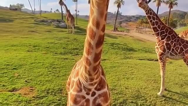 The Giraffe is one of the most beautiful animals