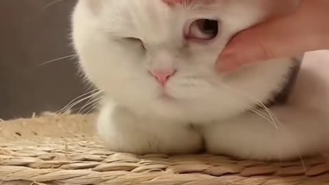 Short funny videos cat 2