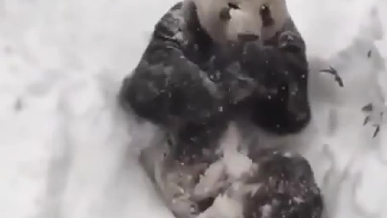 Funny Panda 🐼 full enjoy in snow ❄️.