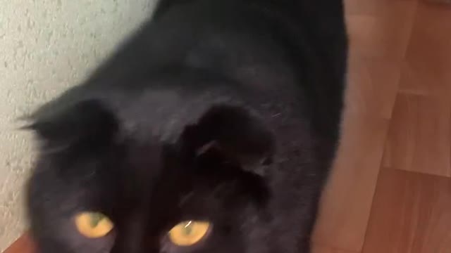 Cat showcases the beauty of