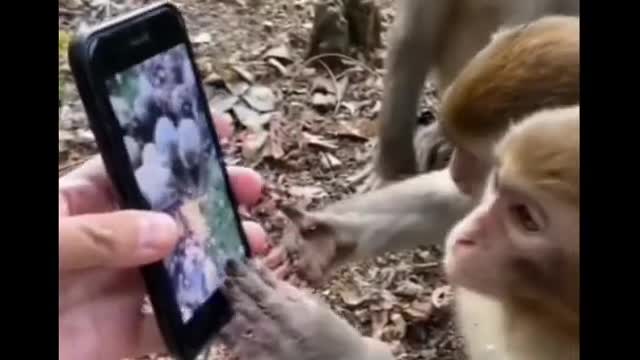 Monkeys watching the phone Funny monkey video