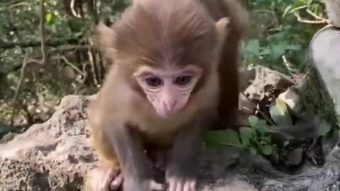 Cute animal videos