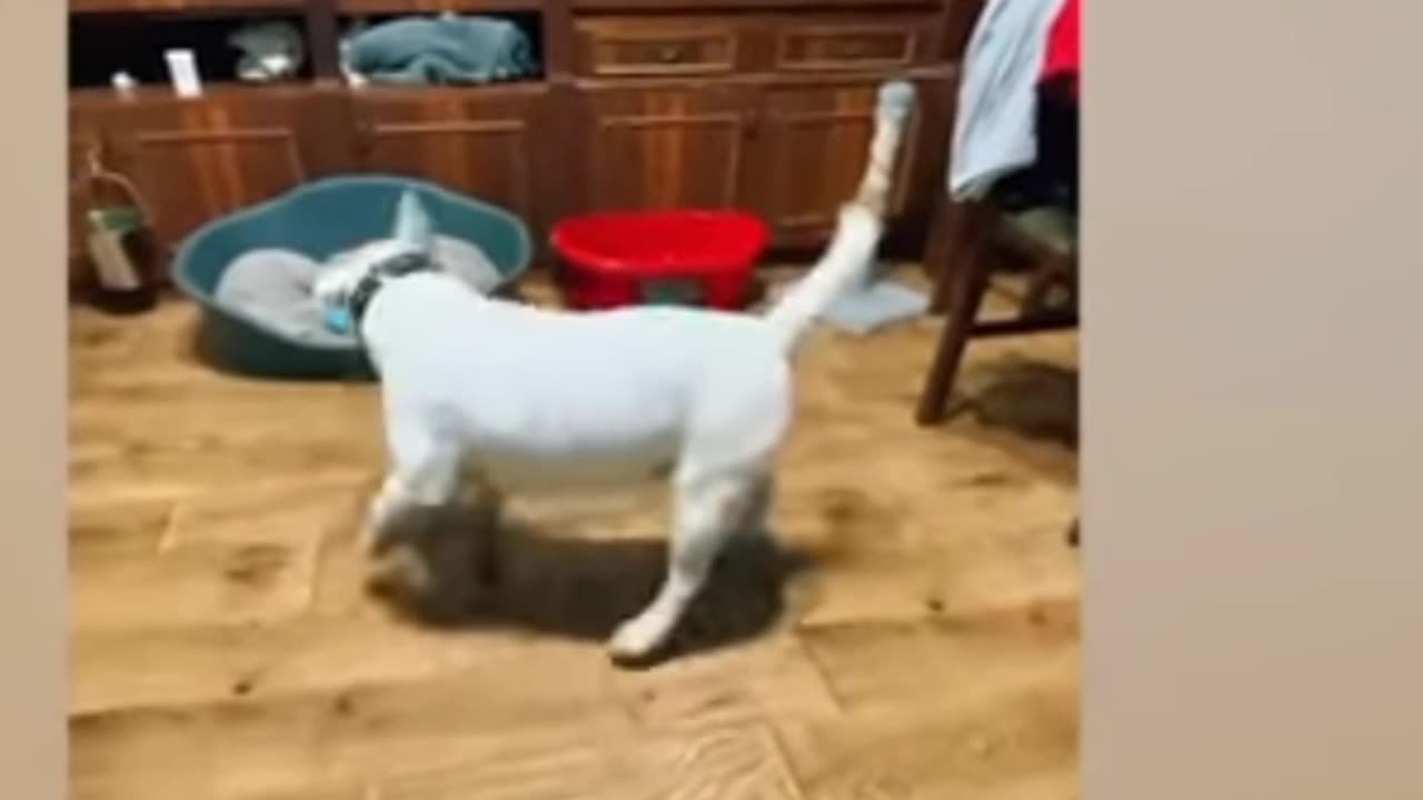 Funny dog act as like cat πΊπ€£ππππ