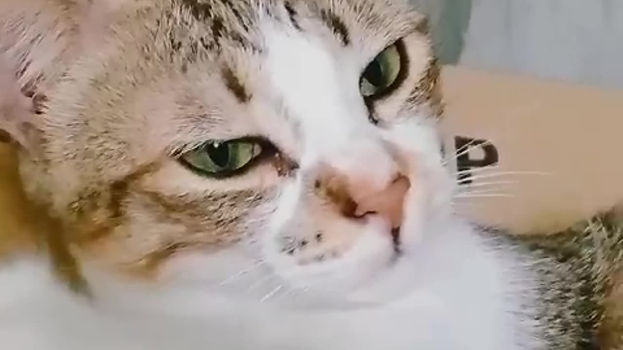 Cute cat