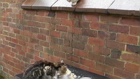 Hungry Stray Cats In My Yard On A Rainy Day