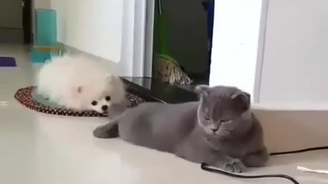 That's where you're going with your tail